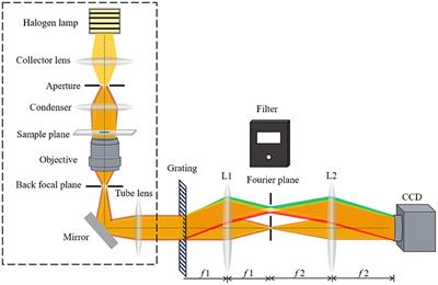 Deep-Learning-Based Halo-Free White-Light Diffraction Phase Imaging